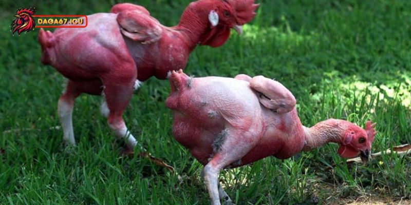 Nguồn gốc gà không lông bắt đầu từ đâu