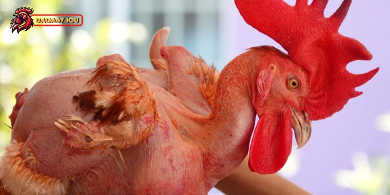 Gà không lông có điểm gì nổi bật