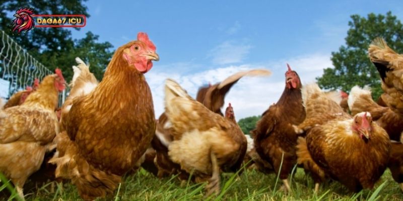 Địa điểm mua gà Lạc Thủy hiệu quả nhất