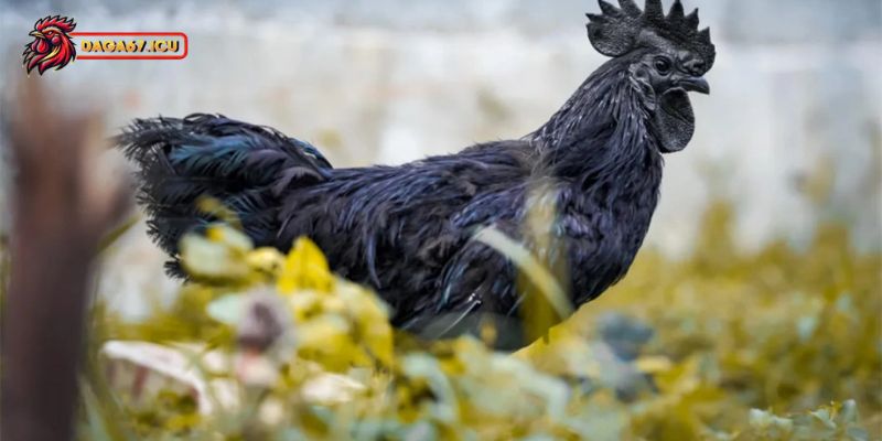 Khi nuôi gà mặt quỷ cần chú ý đến vấn đề gì?