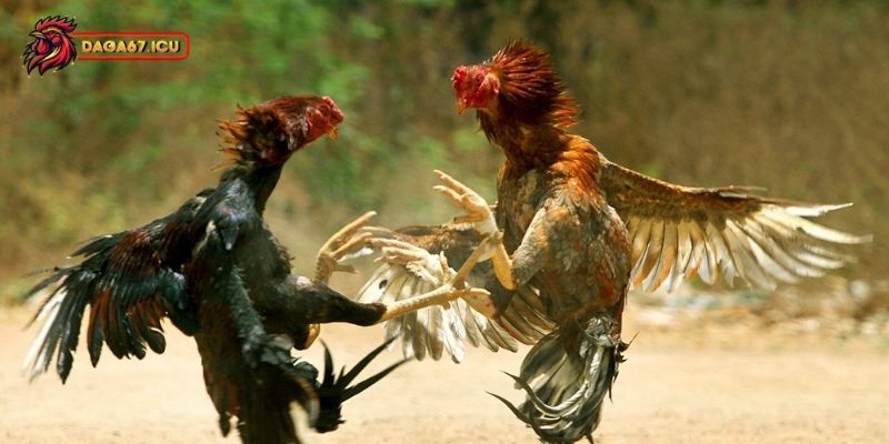 Gà thần kê có giá trị kinh tế như thế nào?