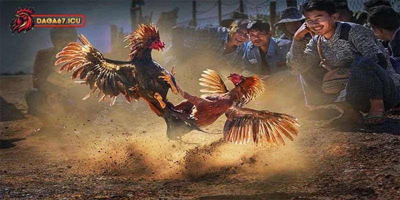Bật mí cách nuôi dưỡng gà thần kê hiệu quả
