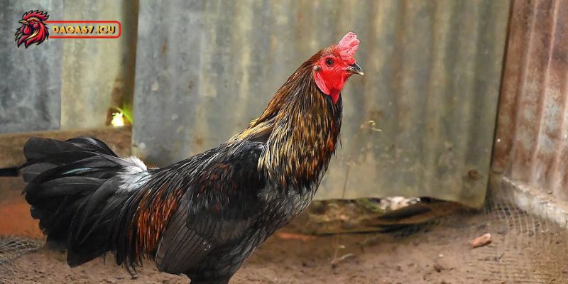 Gà xám thần có nguồn gốc như thế nào?