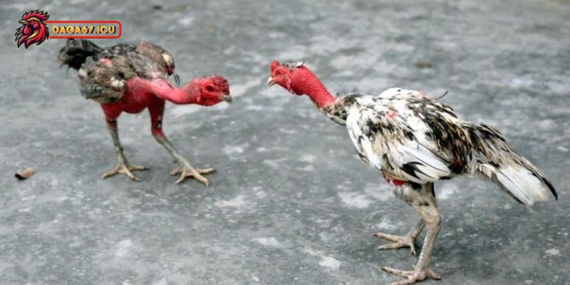 Hướng dẫn cách mua gà xám hiệu quả cho kê thủ
