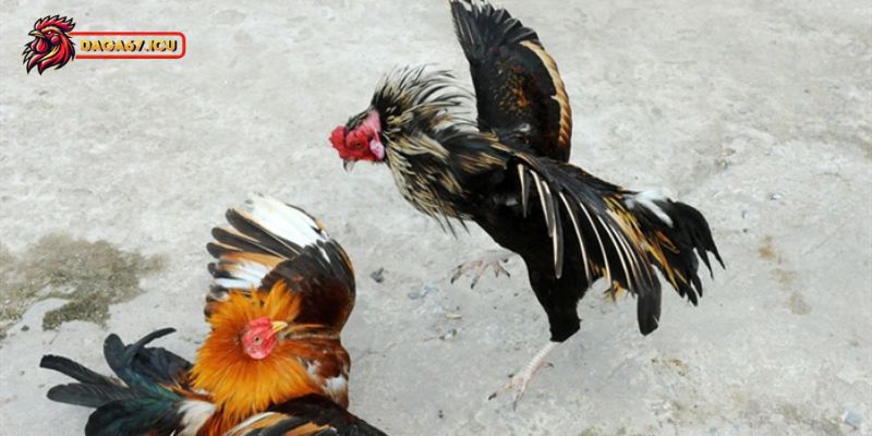 Bật mí cách nuôi gà chuẩn chỉnh cho sư kê