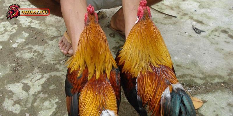 Sức hấp dẫn của giống gà xám vàng