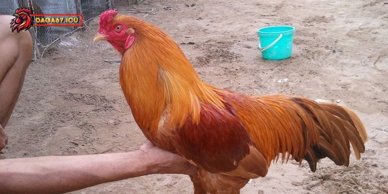 Bật mí cách chọn gà xám vàng hiệu quả nhất