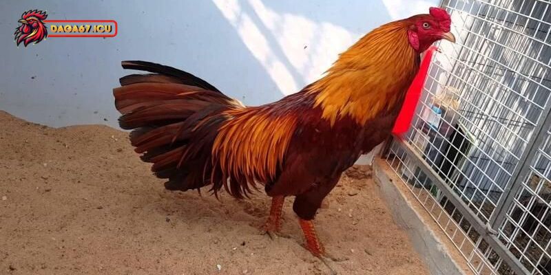 Điểm qua các bệnh thường gặp ở gà xám vàng