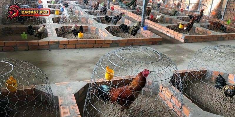 Hướng dẫn cách nuôi gà nhốt chuồng phù hợp