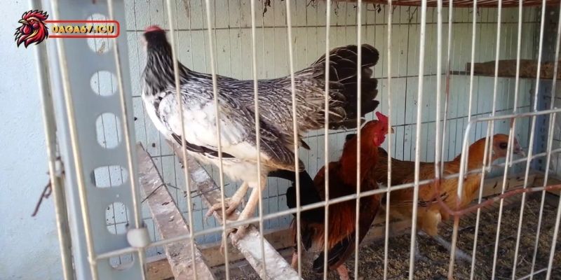 Chế độ dinh dưỡng cần thiết khi nuôi gà nhốt chuồng