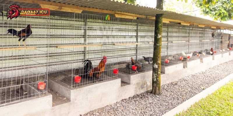 Cách bảo vệ gà chọi hiệu quả trước các bệnh thường gặp
