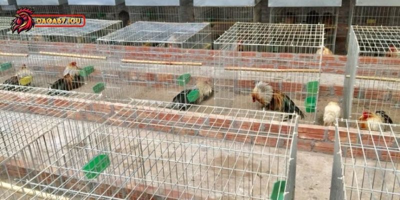 Kỹ thuật nuôi gà nhốt chuồng