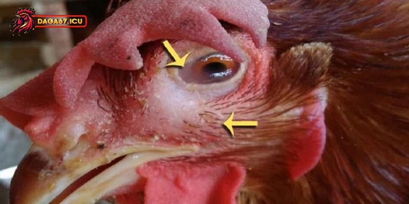 Biện pháp điều trị mắt đỏ ở gà đá