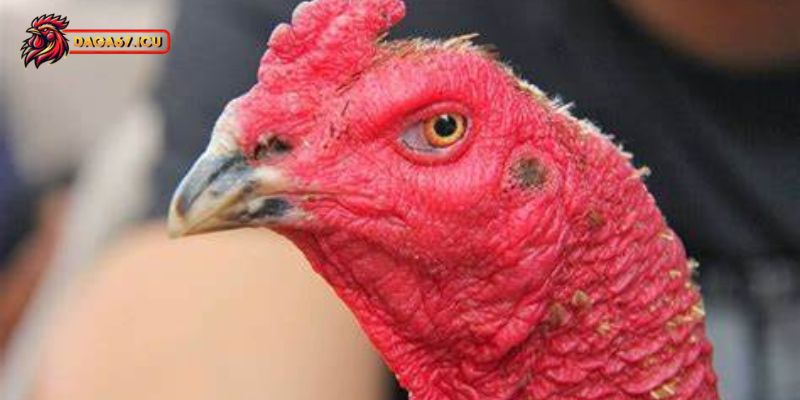 Chăm sóc gà chọi bị mắt đỏ cần chú ý những gì?