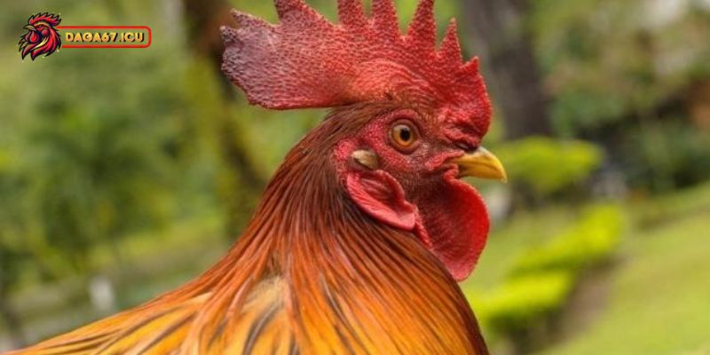 Mắt đỏ ở gà đá
