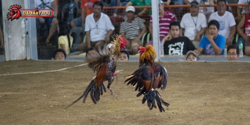 Cách chọn gà đá hay dựa trên màu mạng