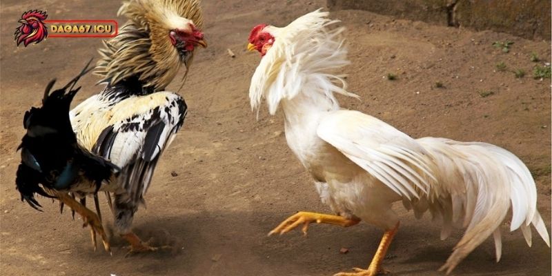 Có nên tin phong thủy khi xem gà chọi hay không?