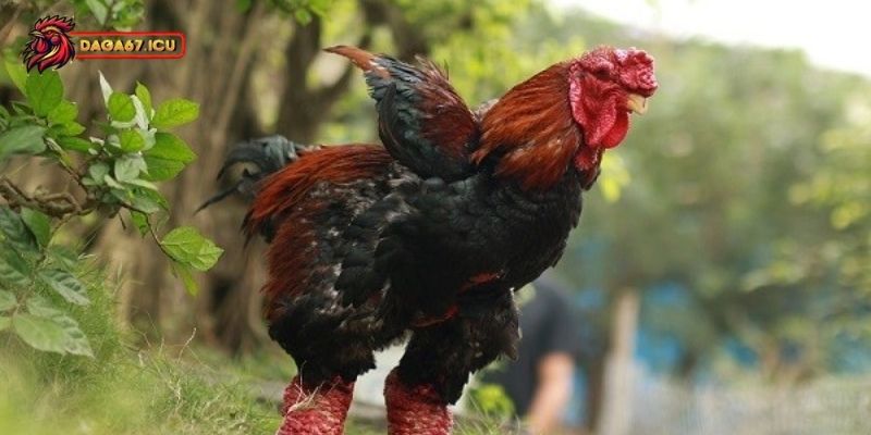 Vì sao gà Đông Tảo lai được nhiều người quan tâm?