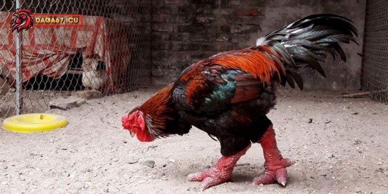 Xu hướng phát triển của gà Đông Tảo lai