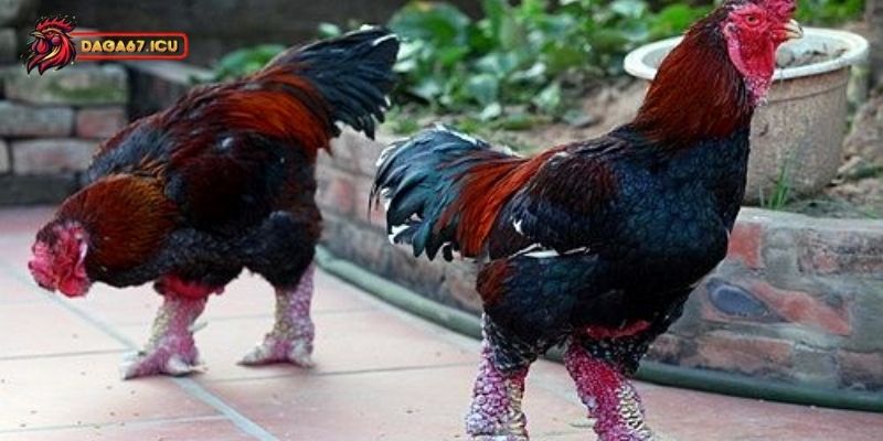 Cách phân biệt gà Đông Tảo lai và thuần chủng
