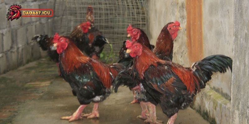 Nuôi Gà Đông Tảo lai