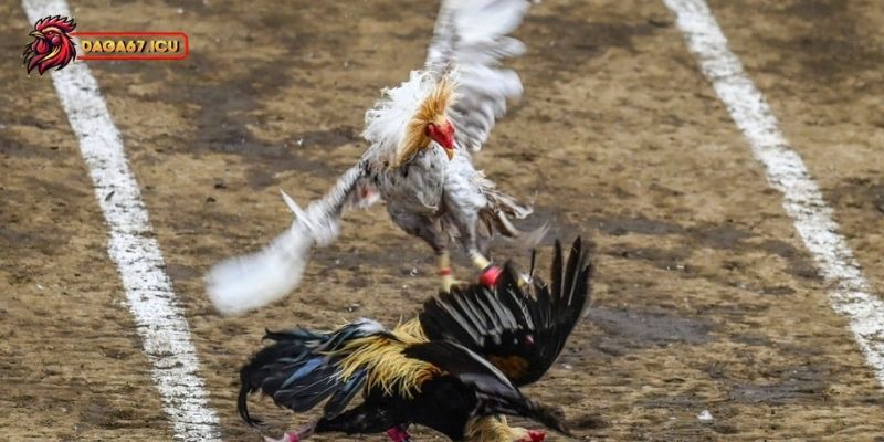 Thuốc đá gà bịp có tác dụng như thế nào?