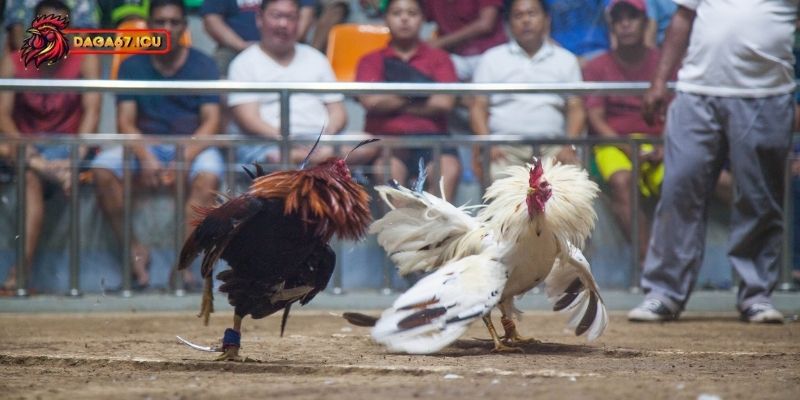 Rủi ro khi sử dụng thuốc đá gà bịp khi thi đấu