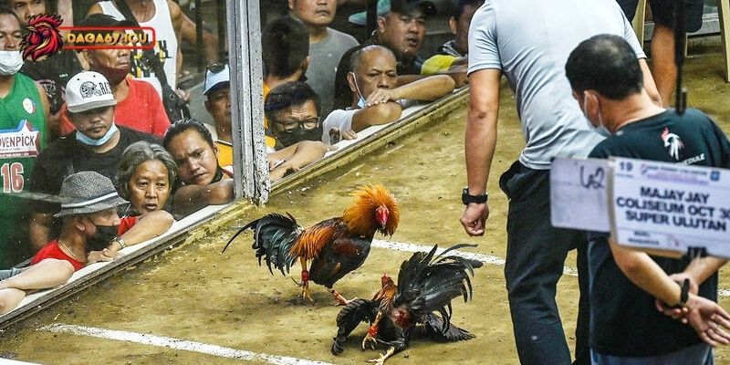 Bật mí cách chăm sóc gà chọi hiếu chiến