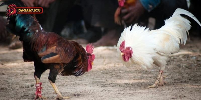 Thuốc đá gà bịp