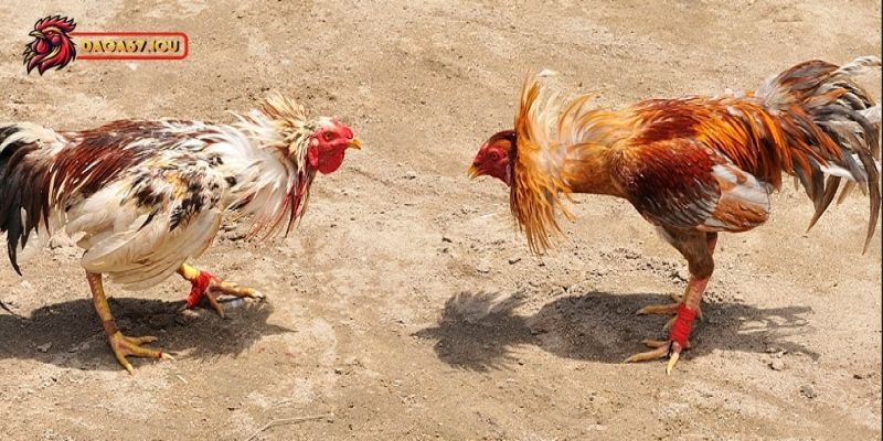 Vảy kích giáp có ý nghĩa như thế nào?