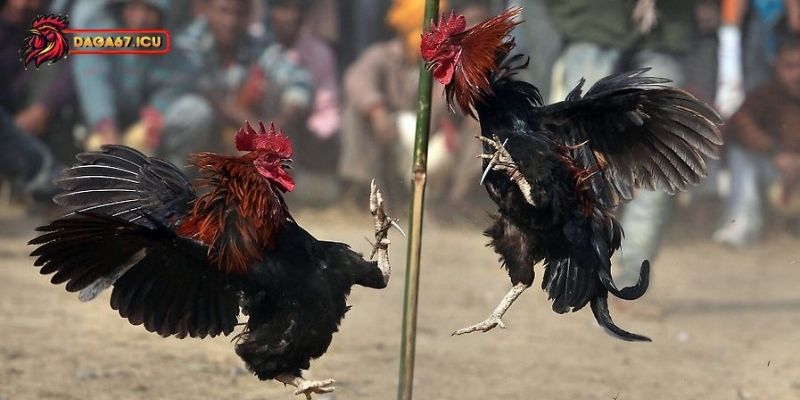 Vảy kích giáp trong gà chọi có vai trò như thế nào?
