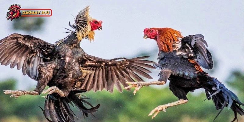 Hướng dẫn cách chăm gà chọi có vảy kích giáp