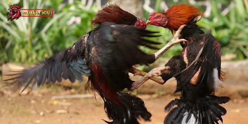 Khi chọn mua gà vảy song cúc cần chú ý?