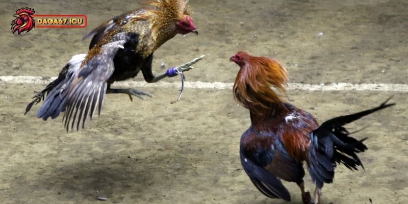 Vai trò quan trọng khi xem ngày đá gà trước khi thi đấu