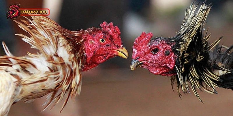 Xem ngày đá gà có thể bị ảnh hưởng thế nào?